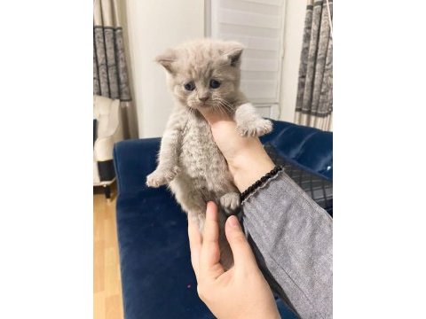 Efsane lilac british longhair yavrularımız