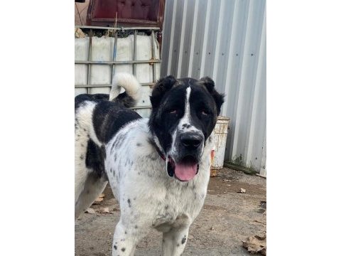 Siyah beyaz anadolu çoban köpeği