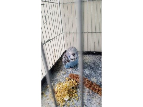Şov jumbo yavru muhabbet kuşu