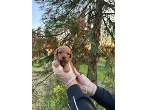 A kalite toy poodle yavrularımız