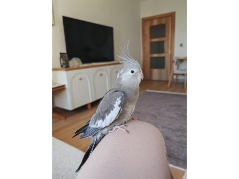 Çift sultan papağanı