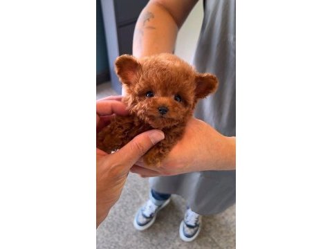 Gerçek micro teddy bear poodle yavrularımız