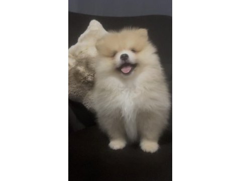 Erkek tombik çok tatlı pomeranian