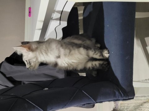 5 aylık yavru maine coon
