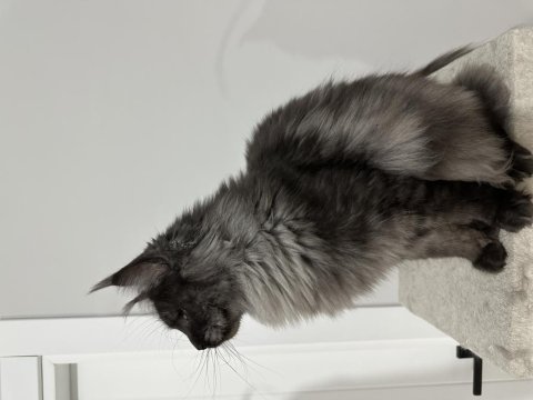 Full şecereli black smoke dişi maine coon kedimiz