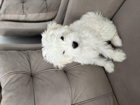 3 aylık yavru orijinal maltese terrier