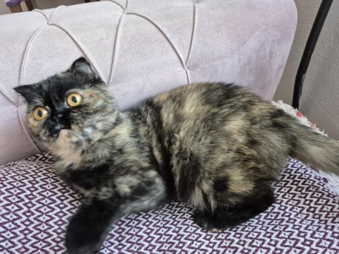 Nadir renginden exotic shorthair dışı