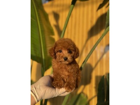 Toy poodle bebekler referans yavru