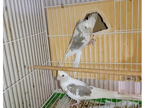 White face jumbo boy hazır takım sultan papağanı