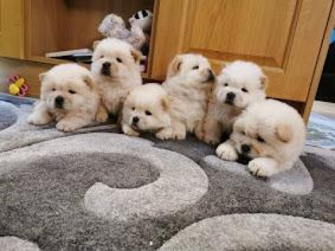 Chow chow dünyasından ırk garantili yavrular