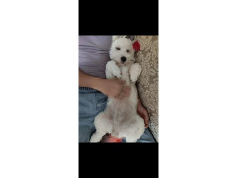 Maltese terrier kızımı sahiplendiriyorum