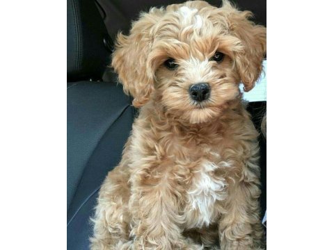 Maltipoo yavru acık ve esmer renk çeşitler