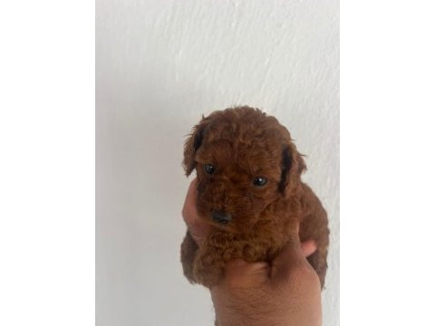 Toy poodle teacup