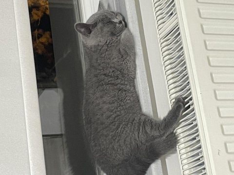 British shorthair 4-5 aylık yavru kedimiz