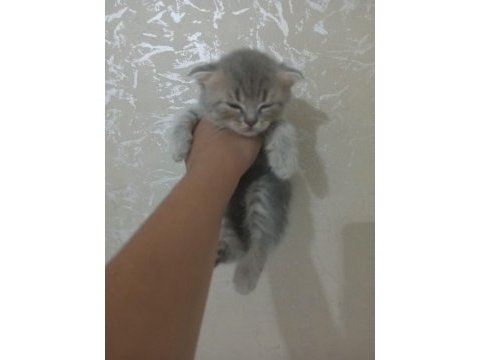 British shorthair kedileri