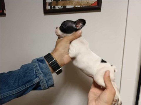 French bulldog 2 aylık
