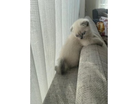 Oyuncu scottish fold kızım