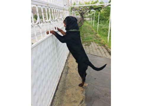 Daha iyisi yok a secereli uygun rottweiler