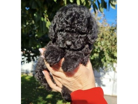 Yavru toy poodle bebekler