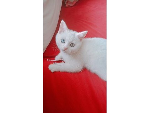 British shorthair yavrumuz