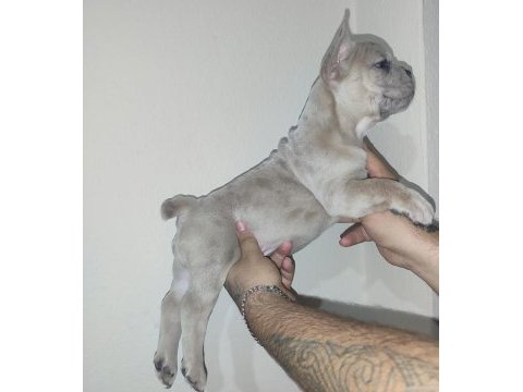 French bulldog yavrularımız