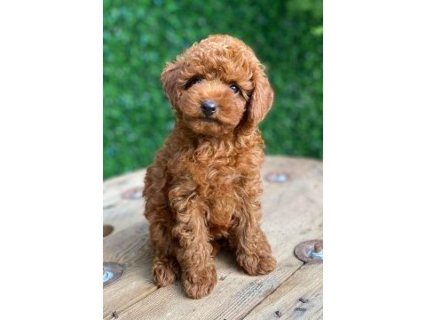 Toy poodle bebekler