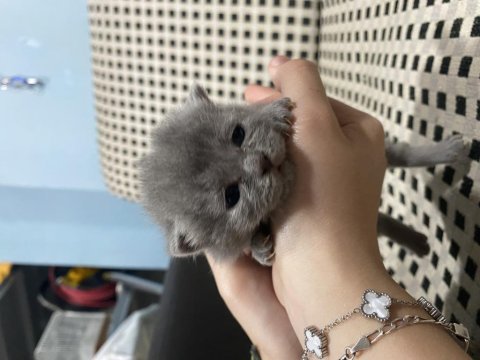 British shorthair 20 günlük
