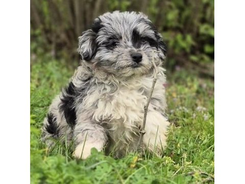 Trde nadir bulunan dizayn ırk mini ausiedoodle yavrumuz