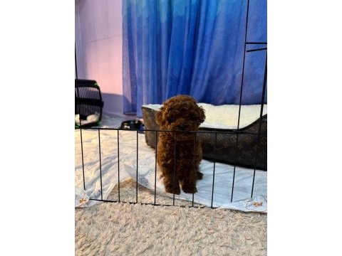 Orjinal izmir de ev üretimi wc eğitimli poodle