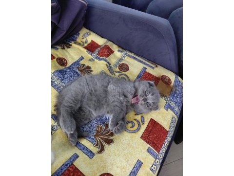 2 aylık british shorthair yavru kedilerimiz