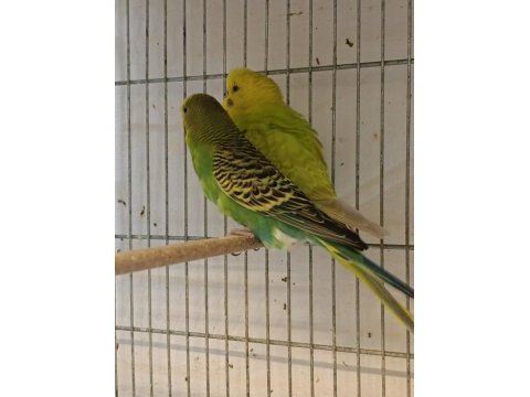 Sahiplendirme muhabbet kuşları