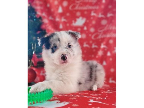Border collie bebeklerimiz ruhsatlı çiftlikten