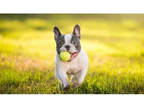 Yavru fransız bulldog