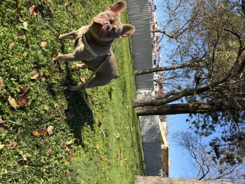 New shade ızabella tan french bulldog