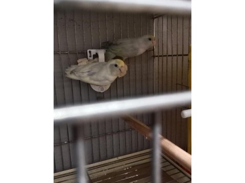 3 aylık yavru takım mutasyon forpus
