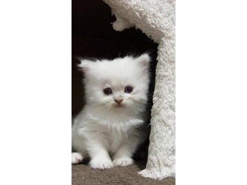 27 mayıs doğumlu 4 adet yavru scottish fold