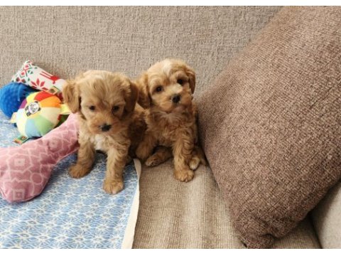 Maltipoo  yavrularımız 