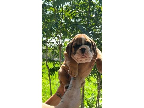 Tombiş bulldog çocuklar