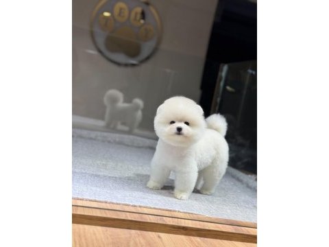Irk ve sağlık garantili pomeranian boo bebekler