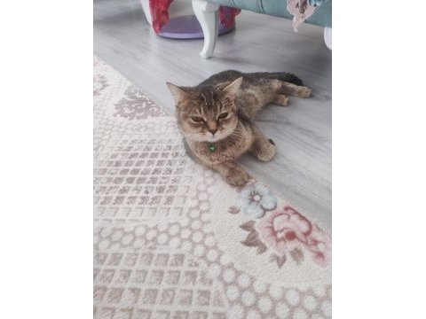 British tekir kırması akıllı bir kedi