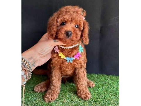 Sevimli toy poodle yavrularımız