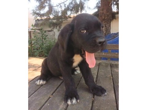 Safkan cane corso yavrular istanbul da