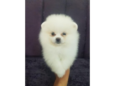 Pomeranian dişi ve erkek mevcuttur