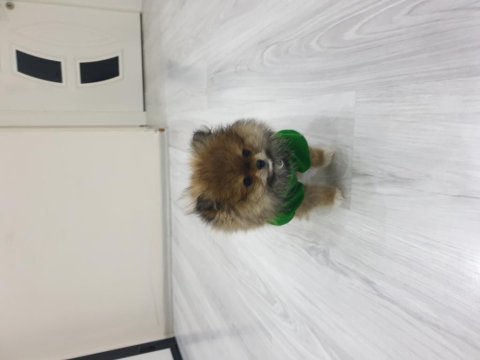 Erkek pomeranian boo 2,5 aylık