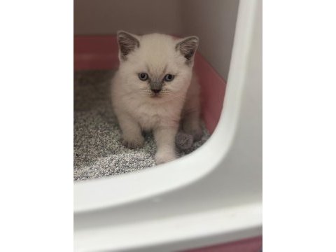 Beyaz güzellik kedimiz