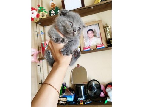 Uygun british shorthair yavrular