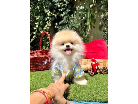 Erkek dişi pomeranian yavrular