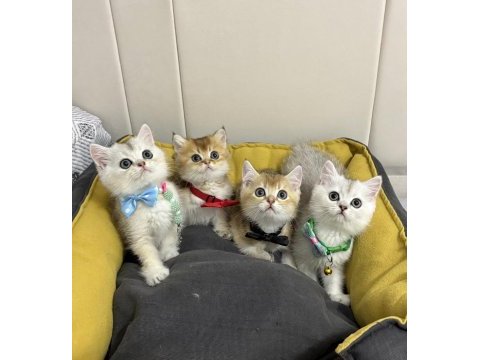 Kaliteli british shorthair bebekler geldi