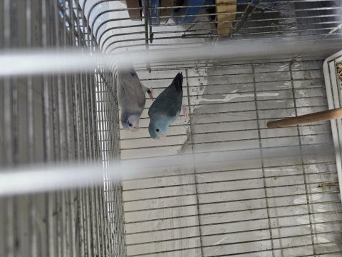 9 takım forpus toplu verilecektir
