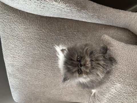Mutlu yuva huzurlu aile dostları exotic shorthair